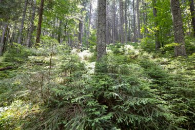 Ukrayna Karpatlarının Dağ Ormanı.