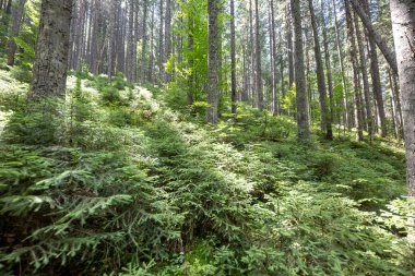 Ukrayna Karpatlarının Dağ Ormanı.