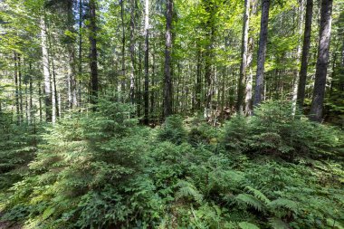 Ukrayna Karpatlarının Dağ Ormanı.