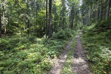 Ukrayna Karpatlarının Dağ Ormanı.