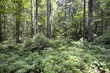 Ukrayna Karpatlarının Dağ Ormanı.