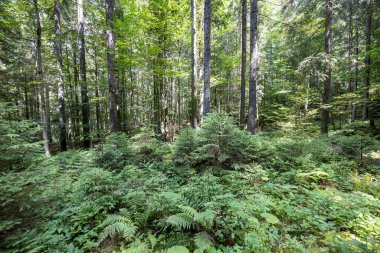 Ukrayna Karpatlarının Dağ Ormanı.
