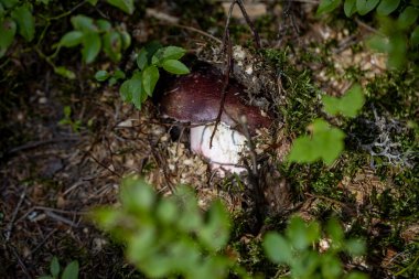 Bir yaz günü dağ ormanında mantar. Makro görünümü kapat.