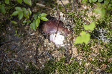 Bir yaz günü dağ ormanında mantar. Makro görünümü kapat.