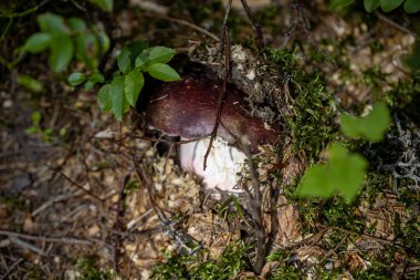 Bir yaz günü dağ ormanında mantar. Makro görünümü kapat.