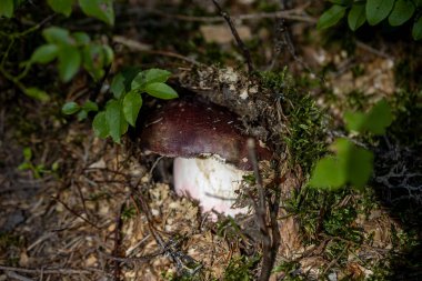 Bir yaz günü dağ ormanında mantar. Makro görünümü kapat.