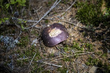 Bir yaz günü dağ ormanında mantar. Makro görünümü kapat.