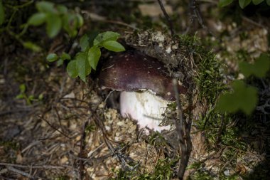 Bir yaz günü dağ ormanında mantar. Makro görünümü kapat.