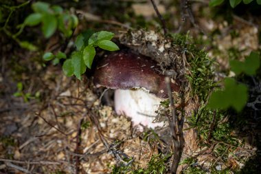 Bir yaz günü dağ ormanında mantar. Makro görünümü kapat.