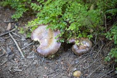 Bir yaz günü dağ ormanında mantar. Makro görünümü kapat.