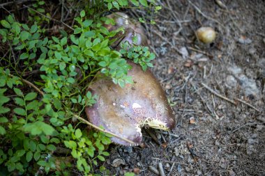 Bir yaz günü dağ ormanında mantar. Makro görünümü kapat.