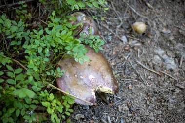 Bir yaz günü dağ ormanında mantar. Makro görünümü kapat.