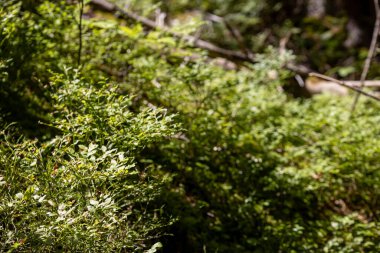 Yazın yeşil orman. Makro görünümü kapat.