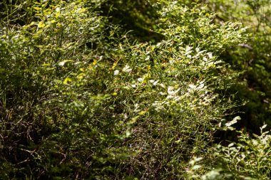 Yazın yeşil orman. Makro görünümü kapat.