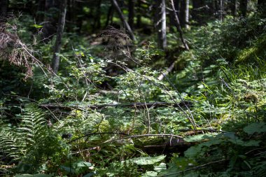 Yazın yeşil orman. Makro görünümü kapat.