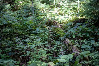 Yazın yeşil orman. Makro görünümü kapat.