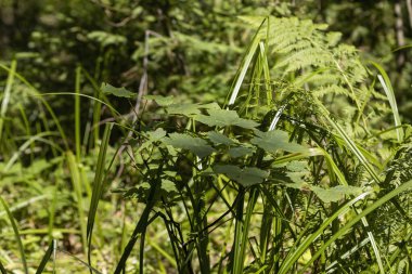 Yazın yeşil orman. Makro görünümü kapat.