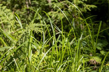 Yazın yeşil orman. Makro görünümü kapat.