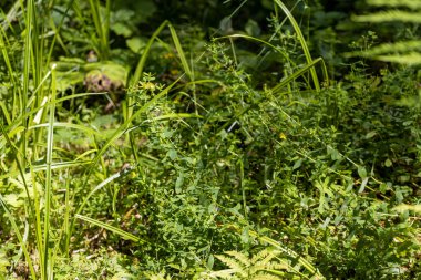 Yazın yeşil orman. Makro görünümü kapat.