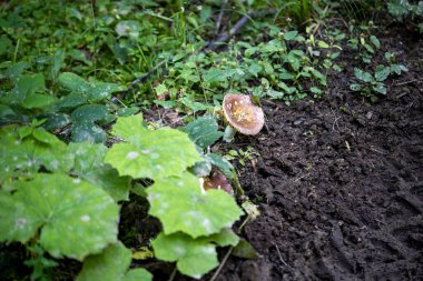 Bir yaz günü dağ ormanında mantar. Makro görünümü kapat.