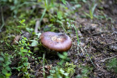 Bir yaz günü dağ ormanında mantar. Makro görünümü kapat.