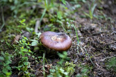 Bir yaz günü dağ ormanında mantar. Makro görünümü kapat.