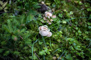 Bir yaz günü dağ ormanında mantar. Makro görünümü kapat.