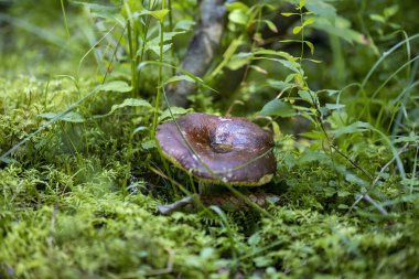 Bir yaz günü dağ ormanında mantar. Makro görünümü kapat.
