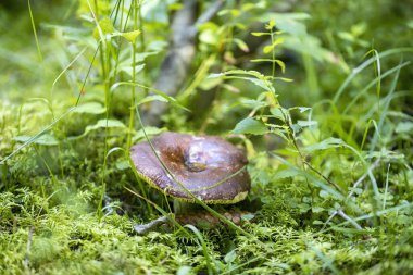 Bir yaz günü dağ ormanında mantar. Makro görünümü kapat.