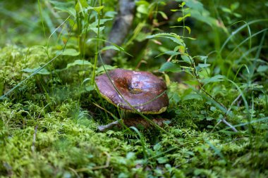 Bir yaz günü dağ ormanında mantar. Makro görünümü kapat.