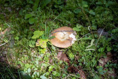 Bir yaz günü dağ ormanında mantar. Makro görünümü kapat.