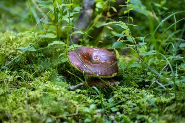 Bir yaz günü dağ ormanında mantar. Makro görünümü kapat.