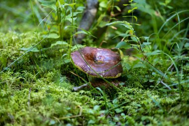 Bir yaz günü dağ ormanında mantar. Makro görünümü kapat.
