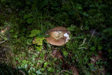 Bir yaz günü dağ ormanında mantar. Makro görünümü kapat.