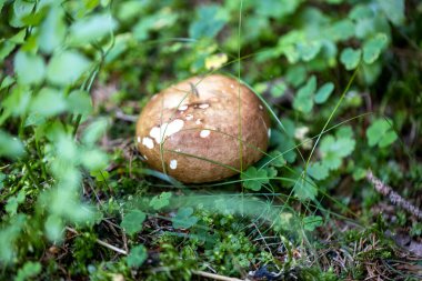 Bir yaz günü dağ ormanında mantar. Makro görünümü kapat.
