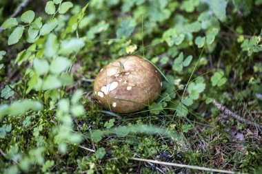 Bir yaz günü dağ ormanında mantar. Makro görünümü kapat.
