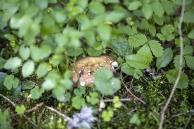 Bir yaz günü dağ ormanında mantar. Makro görünümü kapat.