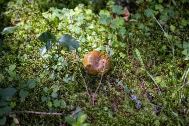 Bir yaz günü dağ ormanında mantar. Makro görünümü kapat.
