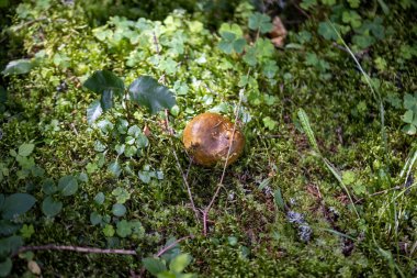 Bir yaz günü dağ ormanında mantar. Makro görünümü kapat.