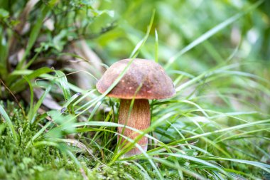 Bir yaz günü dağ ormanında mantar. Makro görünümü kapat.