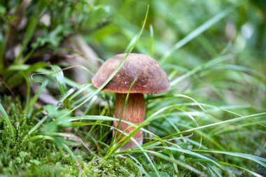 Bir yaz günü dağ ormanında mantar. Makro görünümü kapat.