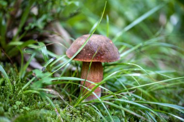 Bir yaz günü dağ ormanında mantar. Makro görünümü kapat.