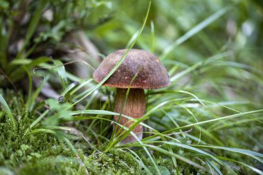 Bir yaz günü dağ ormanında mantar. Makro görünümü kapat.