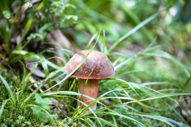 Bir yaz günü dağ ormanında mantar. Makro görünümü kapat.