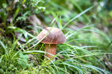 Bir yaz günü dağ ormanında mantar. Makro görünümü kapat.