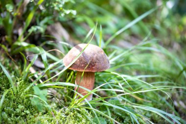 Bir yaz günü dağ ormanında mantar. Makro görünümü kapat.