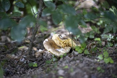 Bir yaz günü dağ ormanında mantar. Makro görünümü kapat.