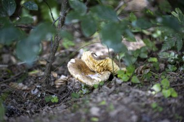 Bir yaz günü dağ ormanında mantar. Makro görünümü kapat.