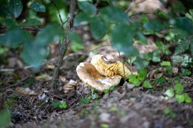 Bir yaz günü dağ ormanında mantar. Makro görünümü kapat.