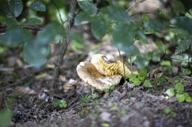 Bir yaz günü dağ ormanında mantar. Makro görünümü kapat.